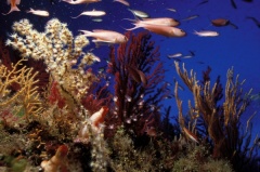 The Marine Protected Area of the Cinque Terre