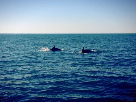 dolphins