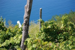 The wine DOC of Cinque Terre